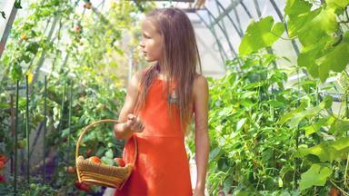 可爱的女孩收获黄瓜西红柿温室